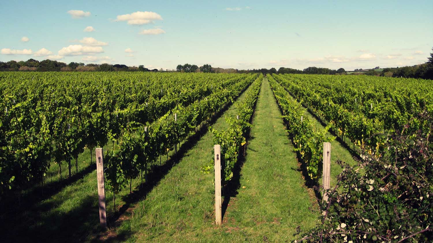 Introducing: Langham Estate